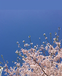 堀江公園でも桜が満開♪